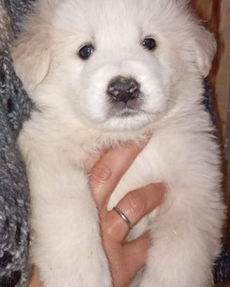 Cuccioli di pastore maremmano abruzzese