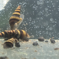 Lumaca killer Helena per acquario