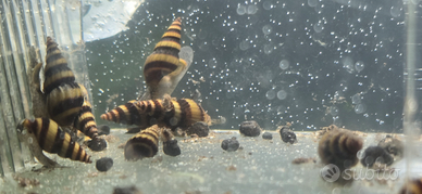 Lumaca killer Helena per acquario