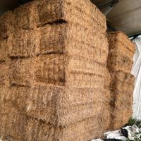 Fieno foraggio avena loietto in balloni prismatici