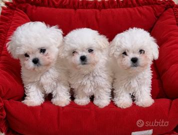 Cucciolotti di maltese