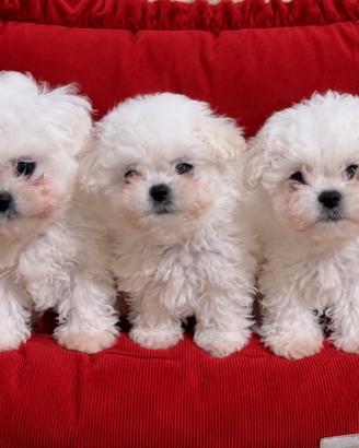 Cucciolotti di maltese