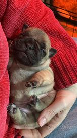 Cuccioli di buldog francese