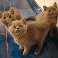 British shorthair