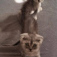Gattini cuccioli di scottish fold e straight