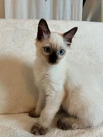 Siamese gattinl