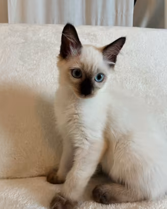 Siamese gattinl