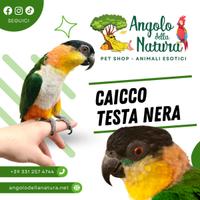 Baby Pappagallo Caicco testa nera