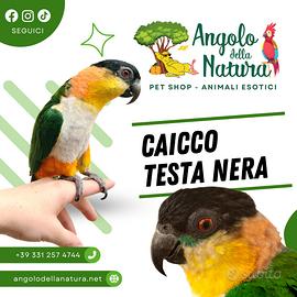 Baby Pappagallo Caicco testa nera