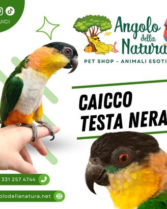 Baby Pappagallo Caicco testa nera