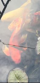 Carpe Koi