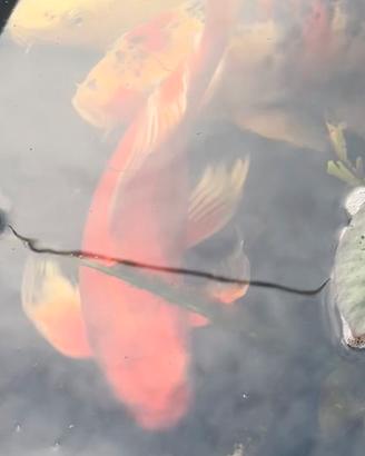 Carpe Koi