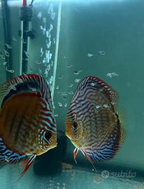 Discus