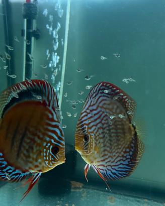 Discus