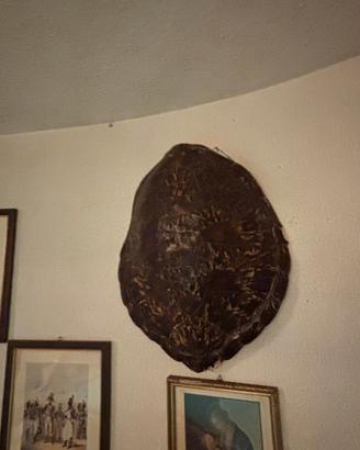 Grande Carapace Antico

