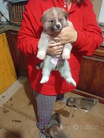 Cuccioli Akita Inu