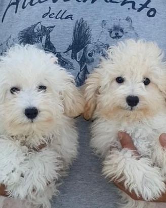 Barboncini Toy Bianchi