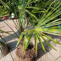 palma 
