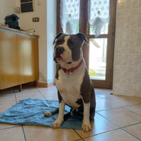 Amstaff grigio puro disponibile per monta