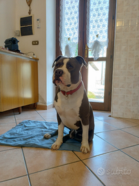 Amstaff grigio puro disponibile per monta