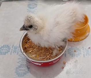 Galline Moroseta 