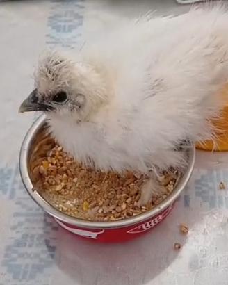 Galline Moroseta 