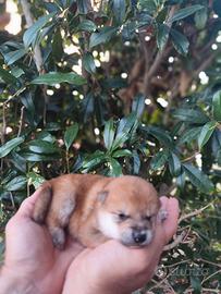 Meravigliosa Shiba