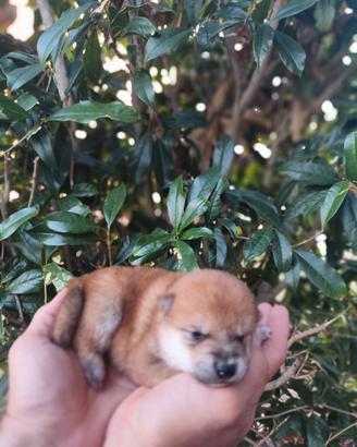 Meravigliosa Shiba