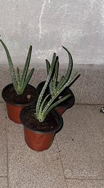 Aloe Arborescens Talea Radicata