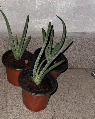Aloe Arborescens Talea Radicata