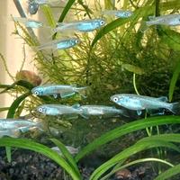 Medaka M. blue platinum