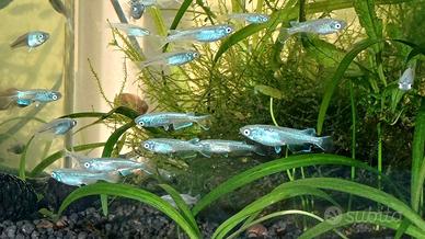 Medaka M. blue platinum