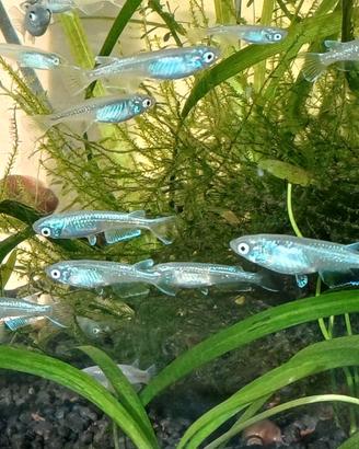 Medaka M. blue platinum