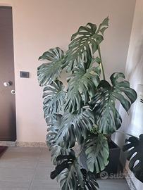 Pianta d'arredo Monstera Deliciosa 