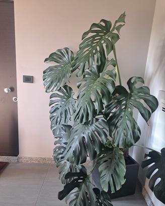 Pianta d'arredo Monstera Deliciosa 