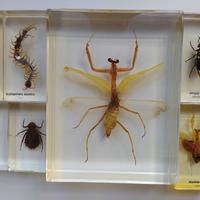 Collezione insetti e artropodi