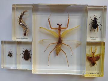 Collezione insetti e artropodi