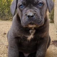 Cucciolo di Cane Corso