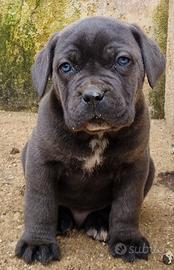 Cucciolo di Cane Corso