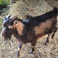 Becco giovane tibetano nano