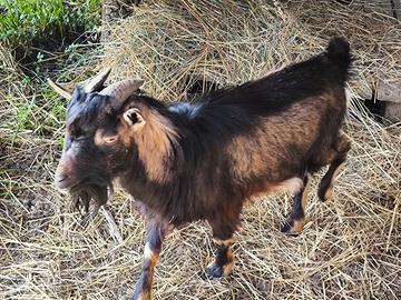 Becco giovane tibetano nano
