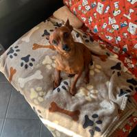 Vendiamo Pinscher nano maschio di 3 anni