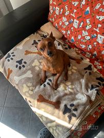 Vendiamo Pinscher nano maschio di 3 anni