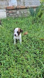 Jack Russell