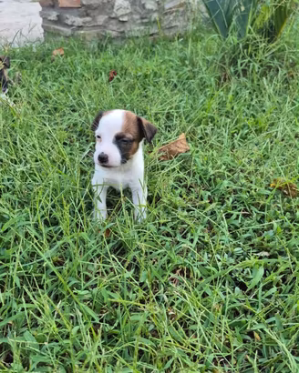 Jack Russell