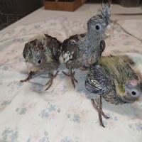 Pulli Calopsite allevati a mano