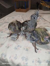 Pulli Calopsite allevati a mano