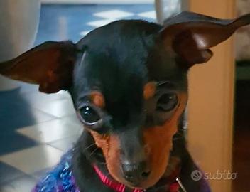 Splendida Pincher Toy, 5 mesi