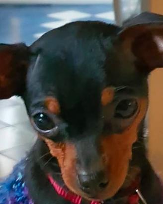 Splendida Pincher Toy, 5 mesi