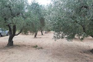 Terreno a uliveto